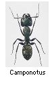 Camponotus