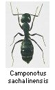 Camponotus sachalinensis