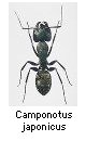 Camponotus japonicus