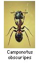 Camponotus obscuripes