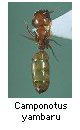 Camponotus yambaru