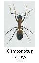 Camponotus kaguya