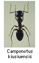 Camponotus kiusiuensis