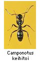 Camponotus keihitoi