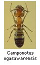 Camponotus ogasawarensis
