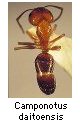 Camponotus daitoensis