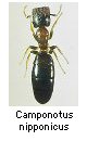 Camponotus nipponicus