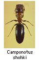 Camponotus shohki