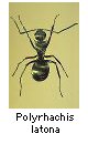 Polyrhachis latona