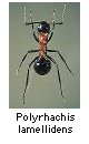 Polyrhachis lamellidens