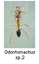 Odontomachus sp.2