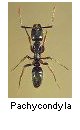 Pachycondyla