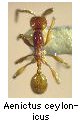 Aenictus ceylonicus