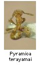 Pyramica terayamai