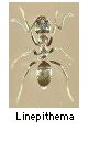 Linepithema