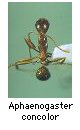 Aphaenogaster concolor