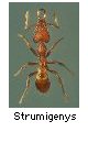 Strumigenys