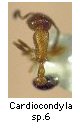 Cardiocondyla sp.6