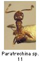 Paratrechina sp.11