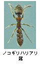 ノコギリハリアリ属