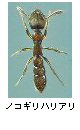 ノコギリハリアリ