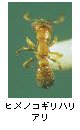 ヒメノコギリハリアリ