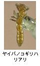 ヤイバノコギリハリアリ