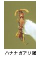 ハナナガアリ属