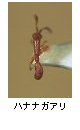 ハナナガアリ