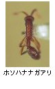 ホソハナナガアリ
