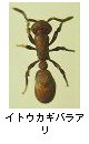 イトウカギバラアリ
