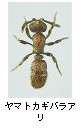 ヤマトカギバラアリ