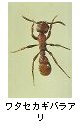 ワタセカギバラアリ