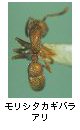 モリシタカギバラアリ