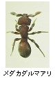 メダカダルマアリ