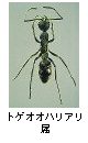 トゲオオハリアリ属