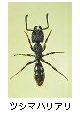 ツシマハリアリ