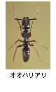 オオハリアリ