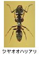 ツヤオオハリアリ