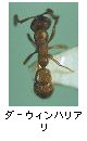 ダーウィンハリアリ