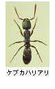 ケブカハリアリ