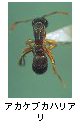 アカケブカハリアリ
