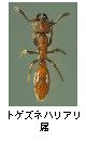 トゲズネハリアリ属
