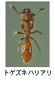 トゲズネハリアリ