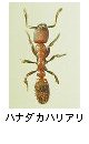 ハナダカハリアリ
