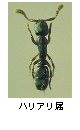 ハリアリ属