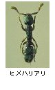 ヒメハリアリ