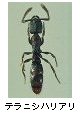 テラニシハリアリ