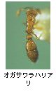 オガサワラハリアリ