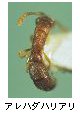 アレハダハリアリ